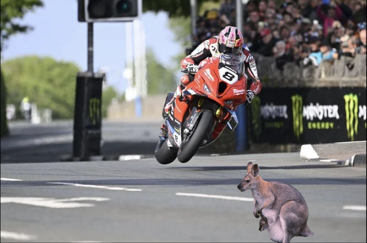 Jelentenek-e veszélyt a wallabyk a Man-szigeti TT versenyekre? 1 Jelentenek-e veszélyt a wallabyk a Man-szigeti TT versenyekre?